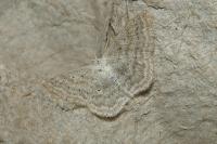 Scopula incanata