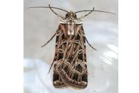 Chersotis elegans