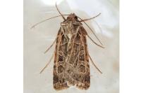 Chersotis elegans