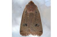 Conistra erythrocephala