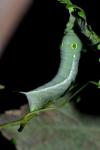 Hippotion celerio