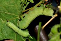 Hippotion celerio