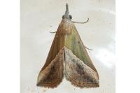 Hypena lividalis
