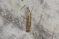 Agriphila geniculea
