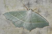 Campaea margaritaria