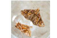 Chrysodeixis chalcites