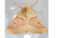 Crocallis elinguaria