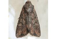 Mniotype solieri
