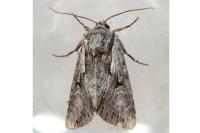 Chloantha hyperici