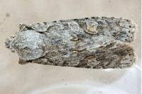 Lithophane ornitopus