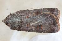Agrotis trux