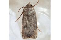 Agrotis trux