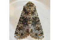 Hecatera dysodea