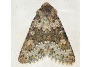 Hecatera dysodea