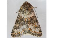 Hecatera dysodea