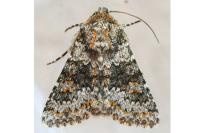 Hecatera dysodea