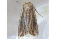 Mythimna riparia