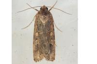 Spodoptera exigua