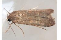 Spodoptera exigua
