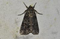 Acronicta rumicis