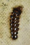 Acronicta rumicis