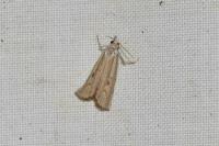 Agriphila geniculea