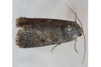 Spodoptera cilium