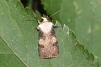 Agrotis puta
