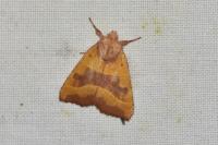 Atethmia centrago