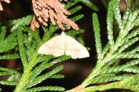 Camptogramma bilineata