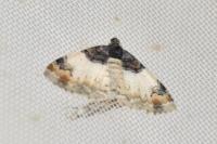 Catarhoe cuculata