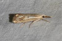 Catoptria falsella