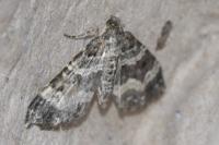 Epirrhoe alternata