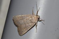 Hoplodrina ambigua