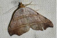 Laspeyria flexula