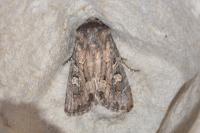 Luperina testacea