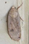 Noctua pronuba