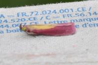 Oncocera semirubella