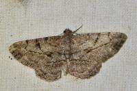 Peribatodes rhomboidaria rhomboidaria