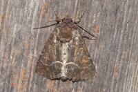 Thalpophila matura