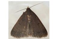 Nodaria nodosalis