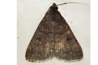 Nodaria nodosalis