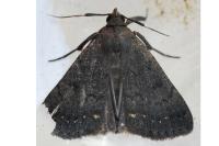 Nodaria nodosalis