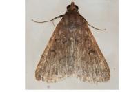 Nodaria nodosalis