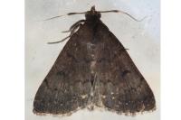 Nodaria nodosalis