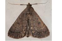 Nodaria nodosalis
