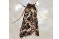 Thysanoplusia daubei
