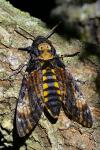 Acherontia atropos