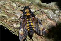 Acherontia atropos