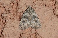 Bryophila domestica